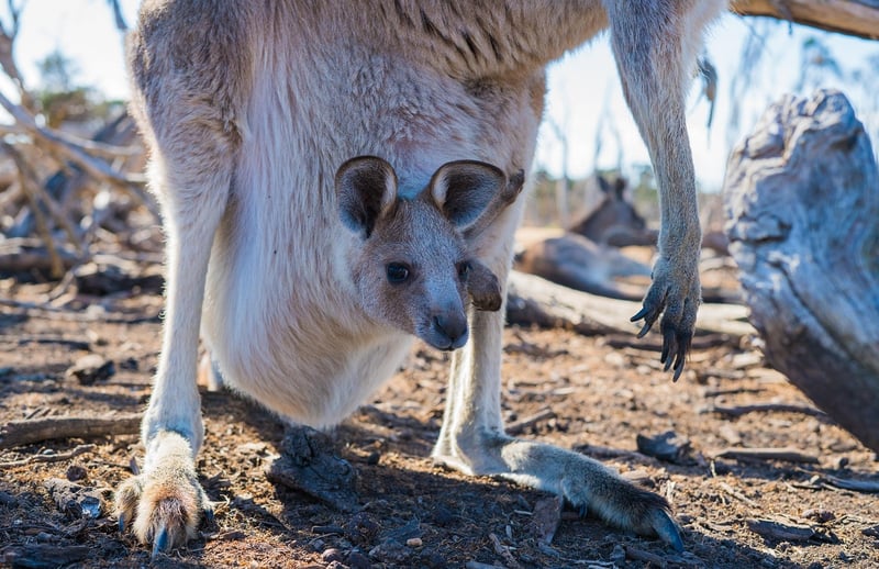 The Outback, Australia