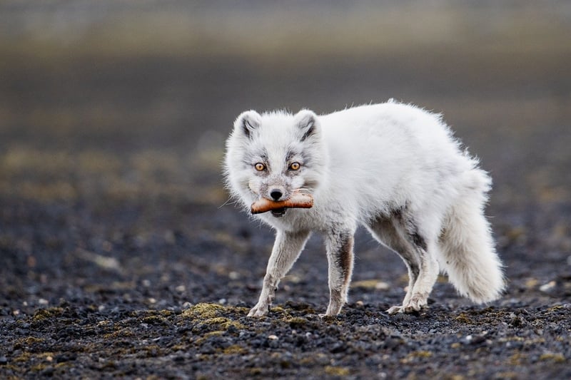 Iceland
