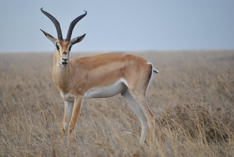 Serengeti National Park, Tanzania